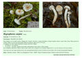 Hygrophorus lindtneri